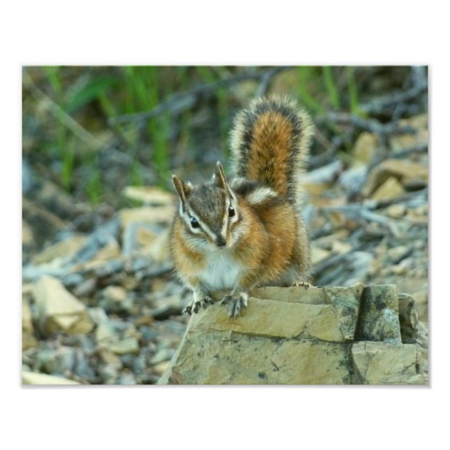 Chipmunk in Glacier National Park Photo Print (Front)