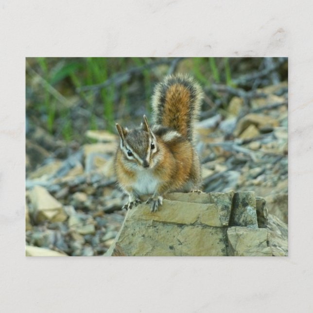 Chipmunk in Glacier National Park Postcard (Front)