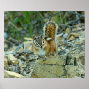 Chipmunk in Glacier National Park Poster