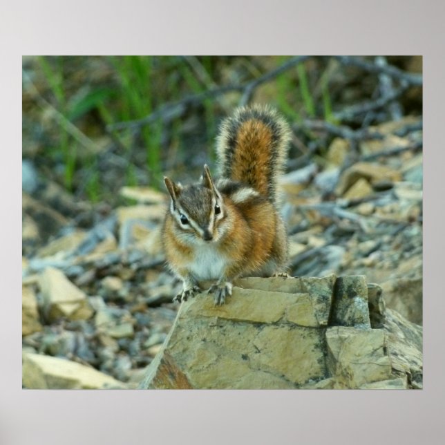 Chipmunk in Glacier National Park Poster (Front)