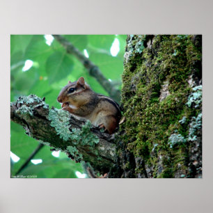 Chipmunk in Tree Eating Breakfast Poster