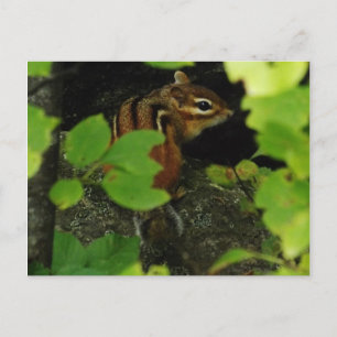 Chipmunk in Warren Vermont Postcard