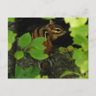 Chipmunk in Warren Vermont Postcard