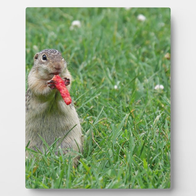 Chipmunk.JPG Plaque (Front)