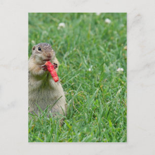 Chipmunk.JPG Postcard