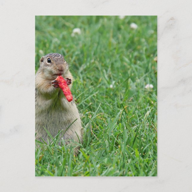 Chipmunk.JPG Postcard (Front)