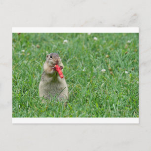 Chipmunk.JPG Postcard