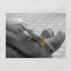 Chipmunk Lunch Postcard