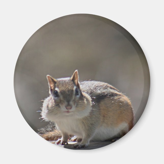 Chipmunk Magnet (Front)