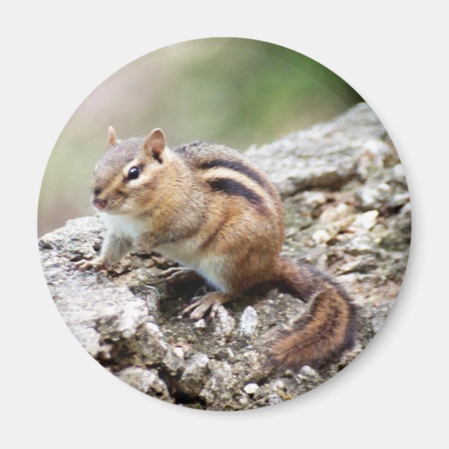 Chipmunk Magnet (Front)