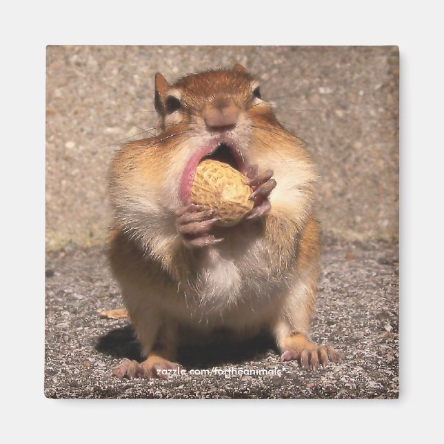 Chipmunk - Magnet (Front)