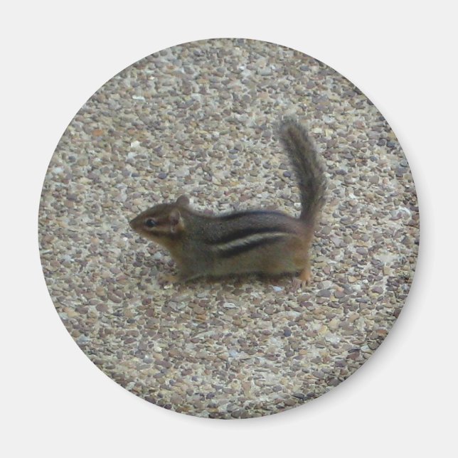 Chipmunk Magnet (Front)