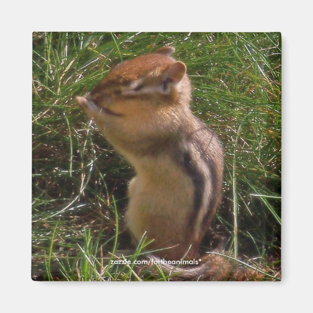 Chipmunk -Magnet Magnet (Front)