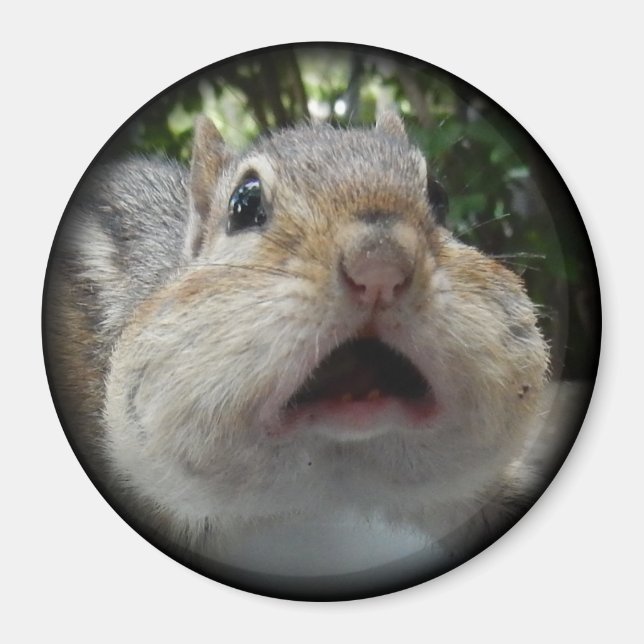 Chipmunk OMG Button. Magnet (Front)