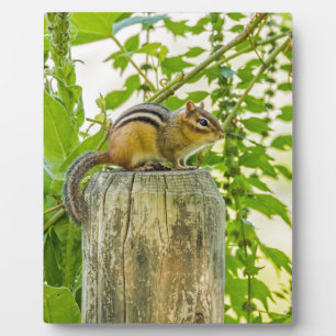 Chipmunk on a Fence Post Plaque