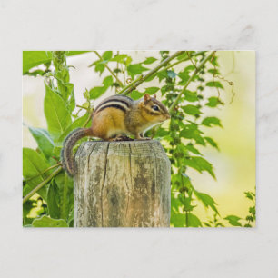 Chipmunk on a Fence Post Postcard