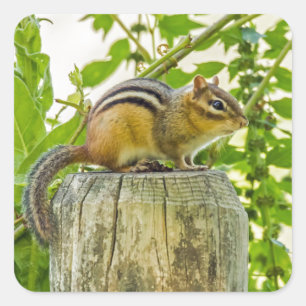 Chipmunk on a Fence Post Square Sticker