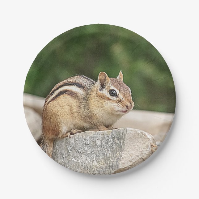 Chipmunk on a rock paper plate (Front)