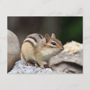 Chipmunk on a rock postcard