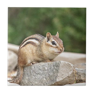 Chipmunk on a rock tile