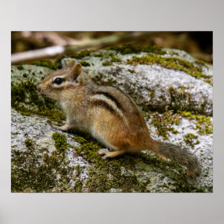 Chipmunk on Patrol Poster