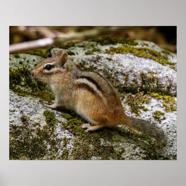 Chipmunk on Patrol Poster (Front)