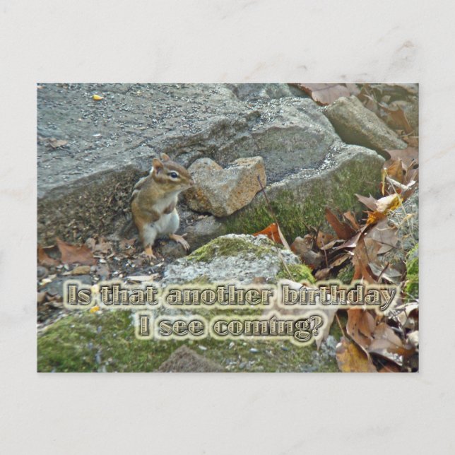 Chipmunk on Rock Items Birthday Postcard (Front)