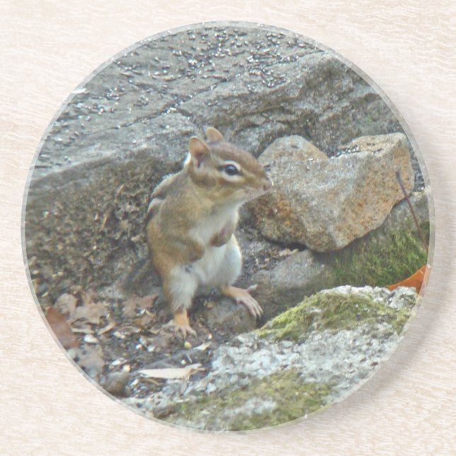 Chipmunk on Rock Items Coaster (Front)