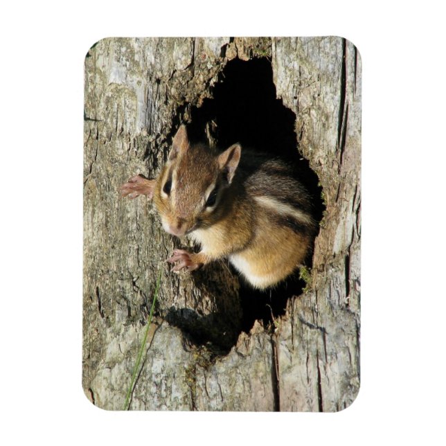 Chipmunk Peeking Out Magnet (Vertical)