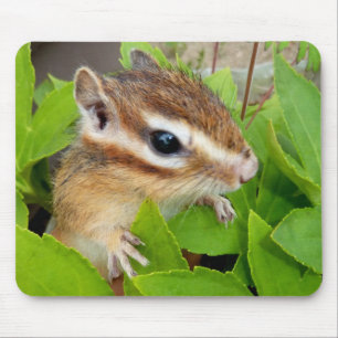 Chipmunk photo (20-1) mouse mat