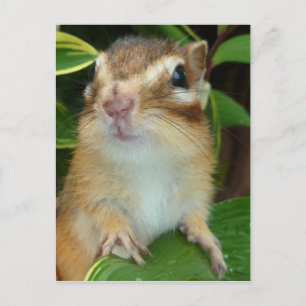 Chipmunk photo　(20-2) postcard