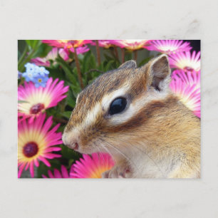 Chipmunk photo　(30-13) postcard