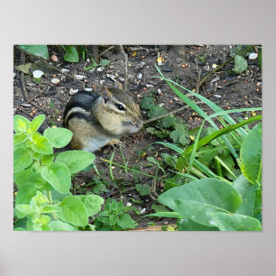 Chipmunk Photo In The Garden Eating Seeds Poster