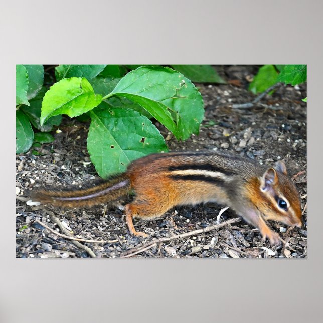 Chipmunk Photo Poster (Front)