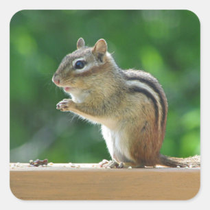 Chipmunk photo square sticker