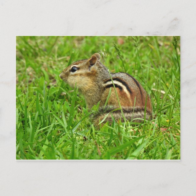 Chipmunk Postcard (Front)