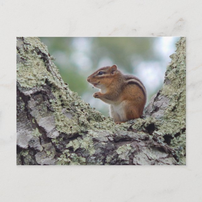 Chipmunk Postcard (Front)
