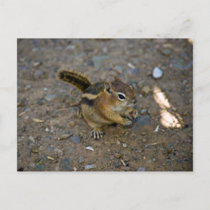 Chipmunk Postcard