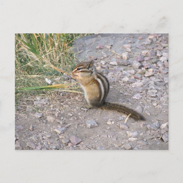 Chipmunk Postcard (Front)