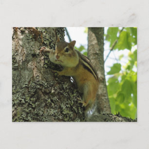 Chipmunk Postcard