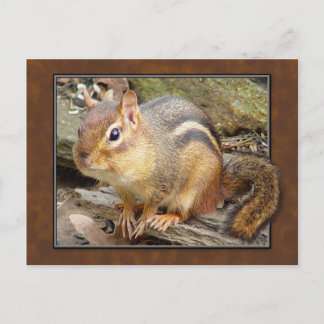 Chipmunk Postcard