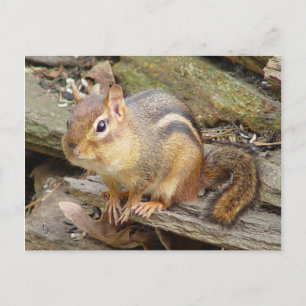Chipmunk Postcard 2