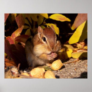 Chipmunk - Print