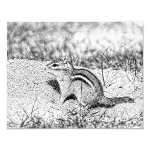 Chipmunk Sketch Photo Print