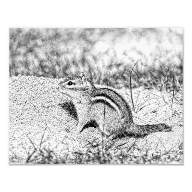 Chipmunk Sketch Photo Print (Front)