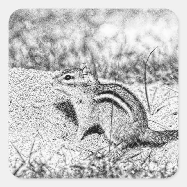 Chipmunk Sketch Square Sticker (Front)