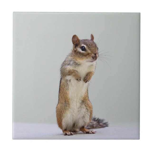 Chipmunk Standing Up Photo Tile (Front)