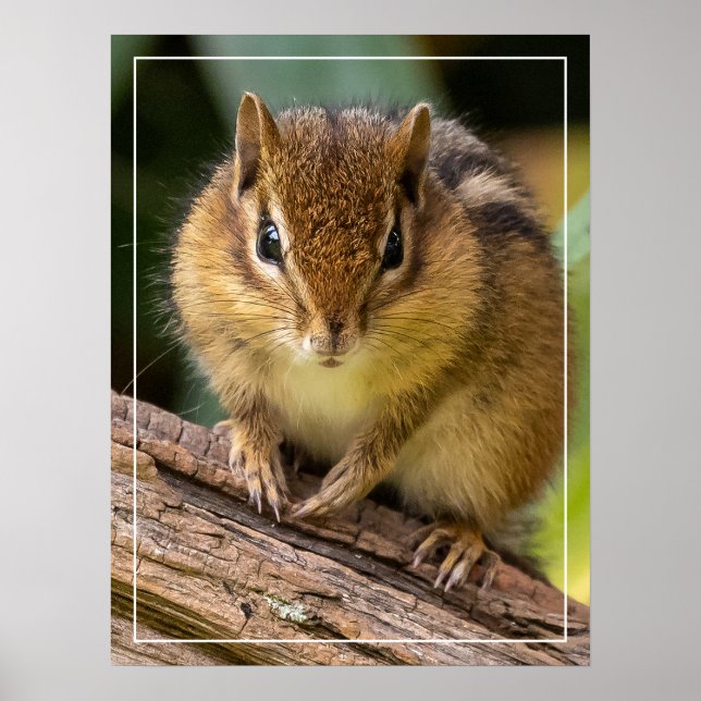 Chipmunk Stare Poster (Front)