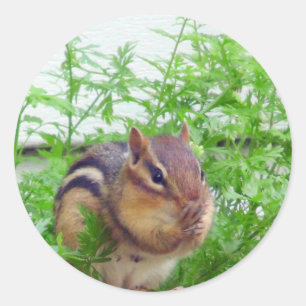 Chipmunk Sticker