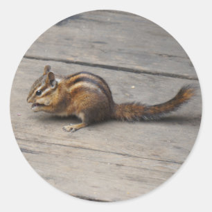 Chipmunk Stickers